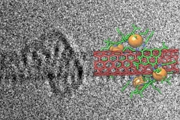 RUVID UJI Los metalociclos abrazan nanotubos de carbono